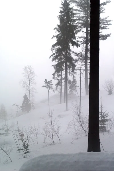 Χειμερινό Δάσος Δέντρα Καλυμμένο Χιόνι Ξύλο — Φωτογραφία Αρχείου