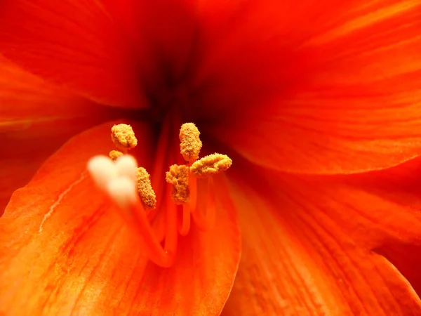 Gyönyörű Virágzó Virágok Természet Háttér — Stock Fotó