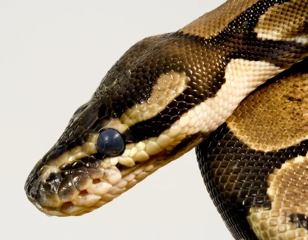 Had Svět Zvířat Hadí Kůže — Stock fotografie