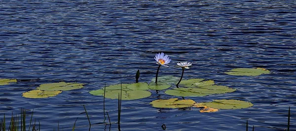 Water Lily Lotus Flower — Stock Photo, Image