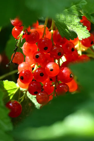 Ribes Sul Cespuglio Nel Giardino — Foto Stock