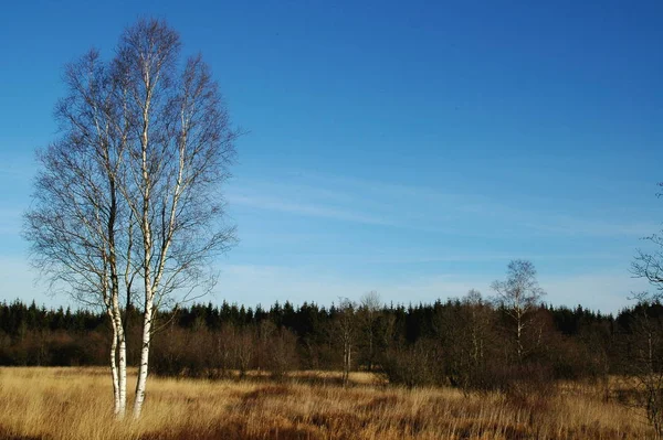 Betulle Natura Botanica — Foto Stock