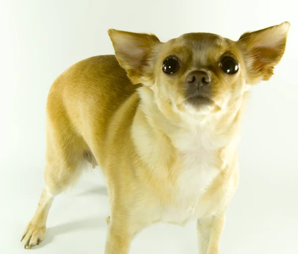 Portrait Cute Dog — Stock Photo, Image