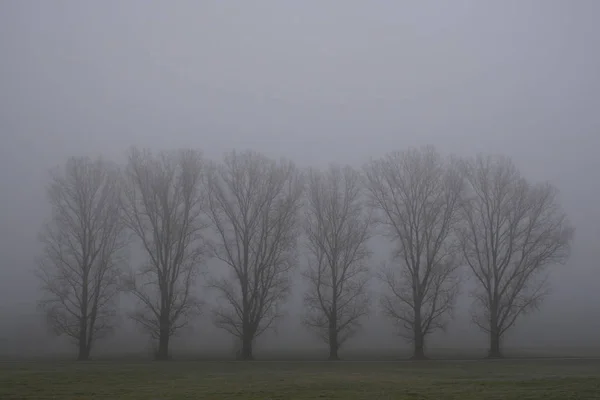 Árvores Nevoeiro — Fotografia de Stock