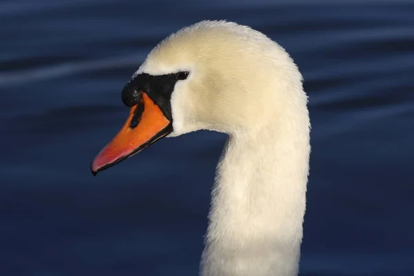 Vacker Utsikt Över Majestätiska Svanar Naturen — Stockfoto