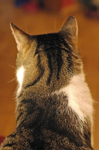 Retrato Lindo Gato — Foto de Stock