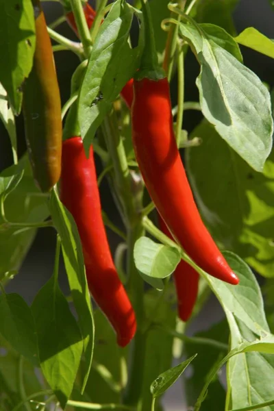 red chili pepper in the garden