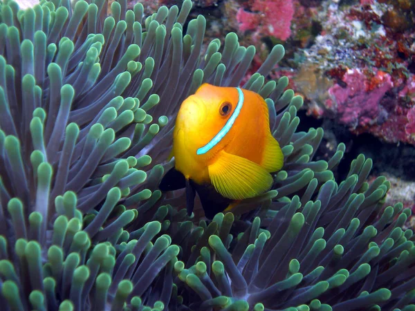 Pez Payaso Arrecife Submarino Con Peces — Foto de Stock