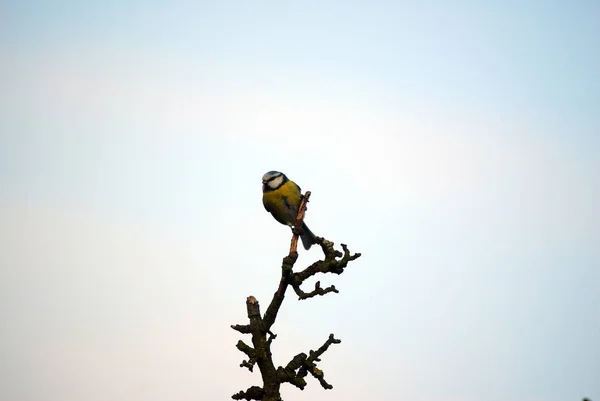 Malerische Ansicht Der Schönen Meise Vogel — Stockfoto