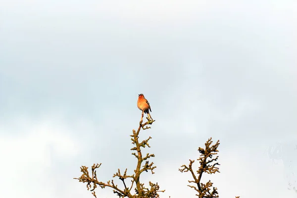 Malerischer Blick Auf Schöne Süße Finkenvogel — Stockfoto