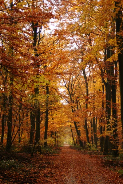 Prachtig Kleurrijk Herfstblad — Stockfoto