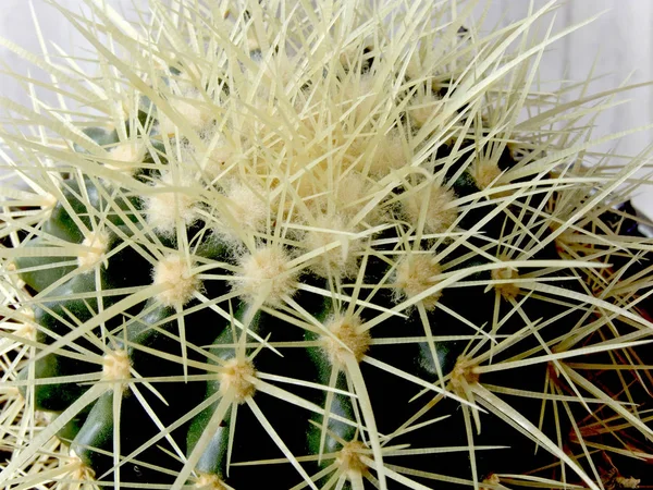 Кактус Растение Флора — стоковое фото