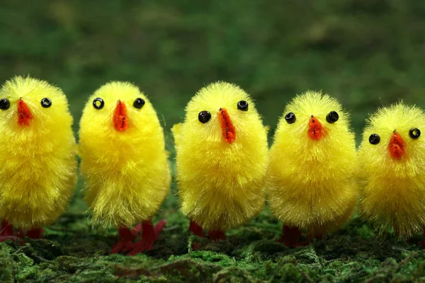 Tre Gula Kycklingar Gräset — Stockfoto