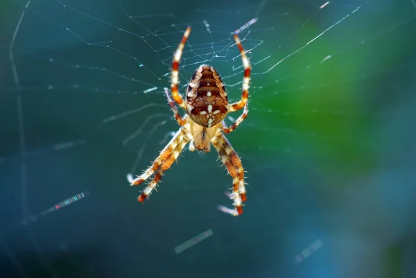 蜘蛛动物 可怕的昆虫 — 图库照片
