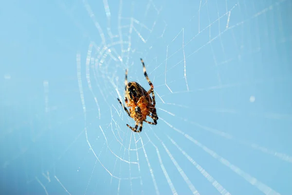 クモの巣罠虫 — ストック写真