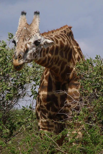 Girafe Animal Mammifère Herbivore Africain — Photo