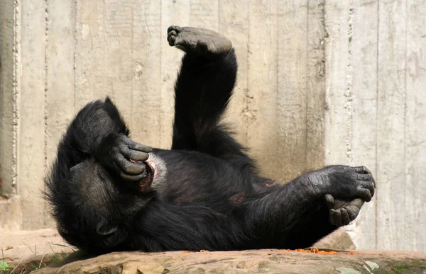 Chimpancé Ejercicio Matutino — Foto de Stock