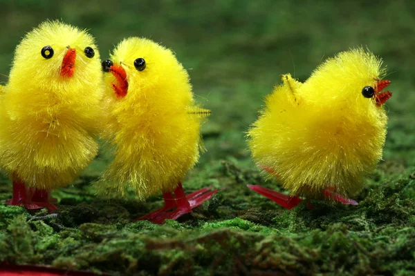 Pollo Amarillo Sobre Hierba Verde —  Fotos de Stock