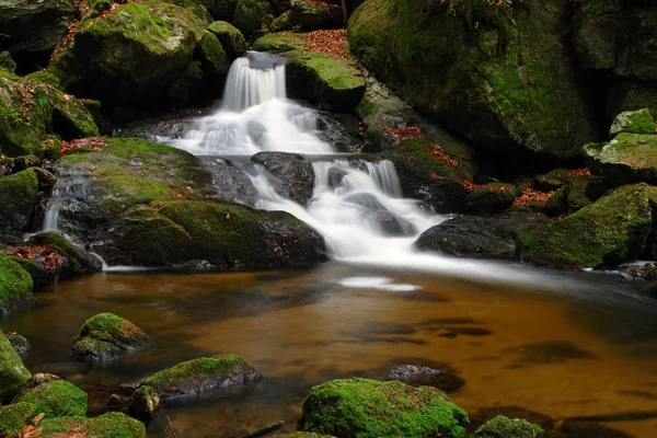 Profundo Bosque — Foto de Stock