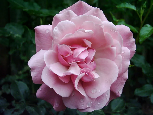 Schöne Blumen Blumiges Konzept Hintergrund — Stockfoto