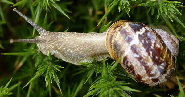 Caracol Longo Caminho — Fotografia de Stock