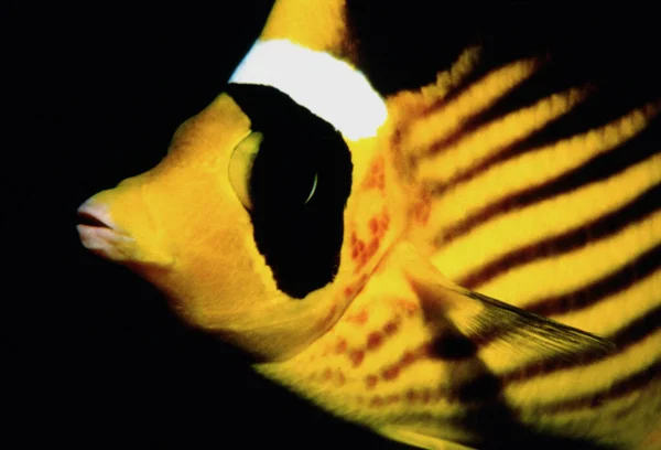 Malowniczy Widok Ryby Motyl Pod Wodą — Zdjęcie stockowe