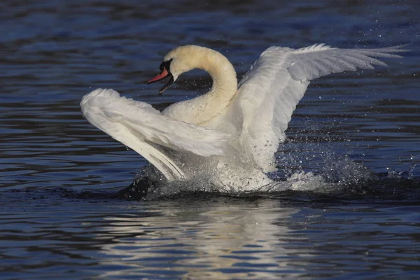 Schilderachtig Uitzicht Majestueuze Zwanen Natuur — Stockfoto