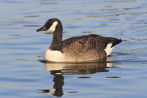 Naturskön Utsikt Över Gåsfågeln Naturen — Stockfoto