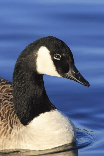 Naturskön Utsikt Över Gåsfågeln Naturen — Stockfoto