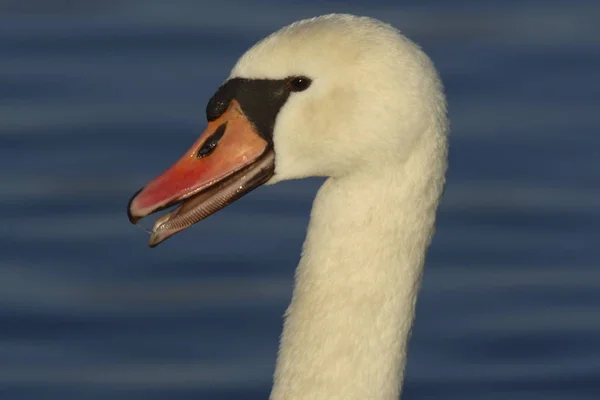 Mute Swan Open Beak — Stock Photo, Image