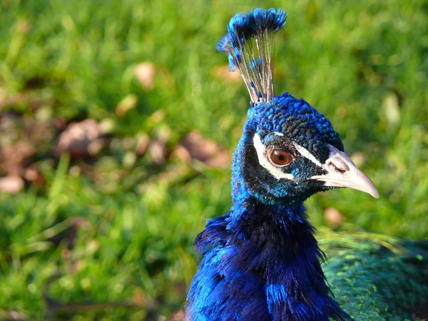 Pavo Real Plumas Colores — Foto de Stock