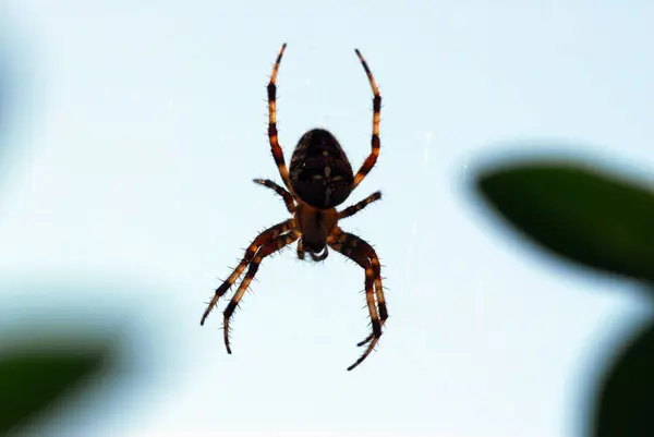 Aranha Jardim Inseto Animal — Fotografia de Stock