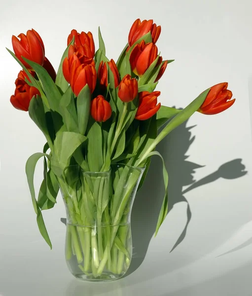 Tulpen Blühen Frühlingsflora — Stockfoto