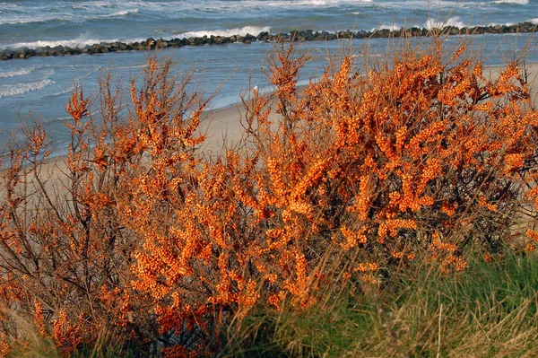 Belle Vue Sur Bord Mer — Photo