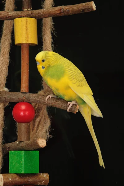 Malowniczy Widok Kolorowych Papug Budgerigar — Zdjęcie stockowe
