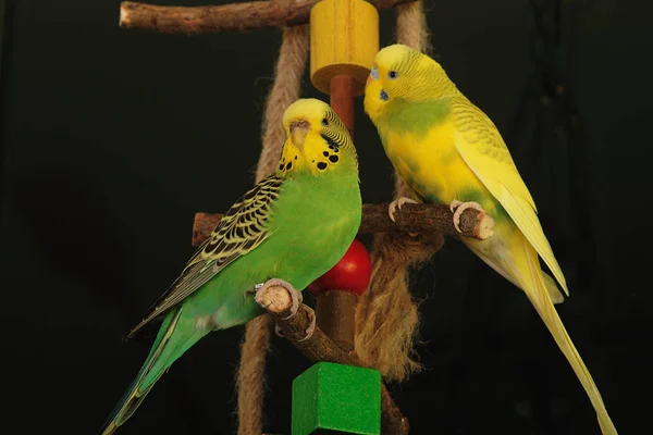 Γραφική Θέα Των Πολύχρωμων Παπαγάλοι Budgerigar — Φωτογραφία Αρχείου