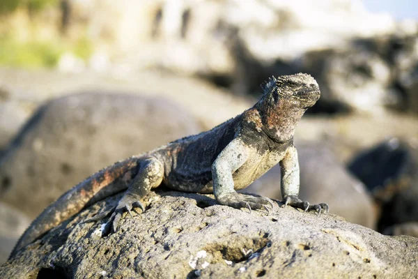 Lagartija Iguana Depredador Animal — Foto de Stock