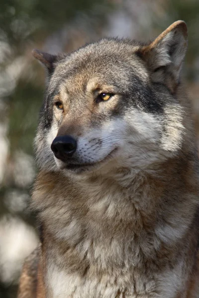 Wolf Dier Natuur Roofdier — Stockfoto