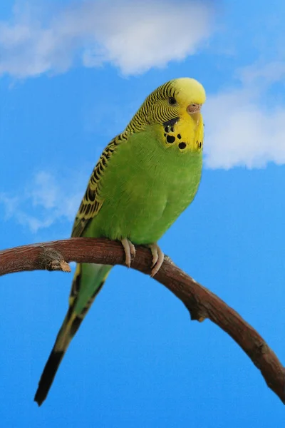 Vista Cênica Papagaios Budgerigar Coloridos — Fotografia de Stock