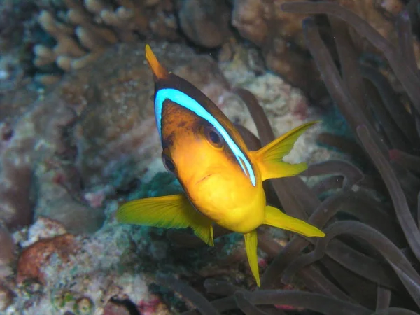 Pesce Pagliaccio Barriera Corallina Subacquea Con Pesci — Foto Stock