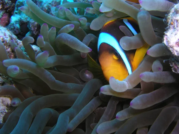 물고기들 고기들이 산호초 — 스톡 사진