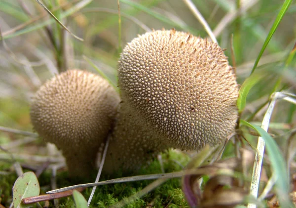 Schöne Botanische Aufnahme Natürliche Tapete — Stockfoto