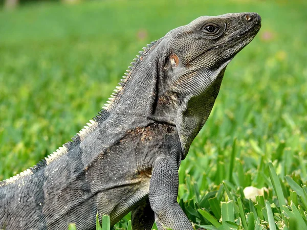 Ящерица Рептилия Игуана — стоковое фото