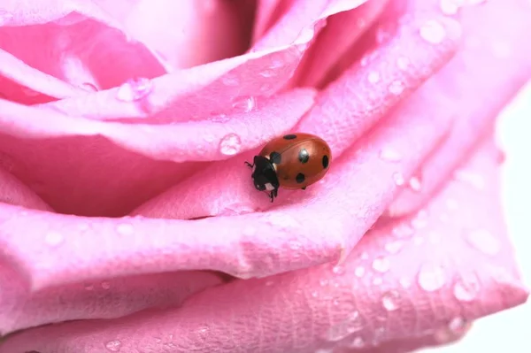 Red Bug Dots Ladybug — Stock Photo, Image