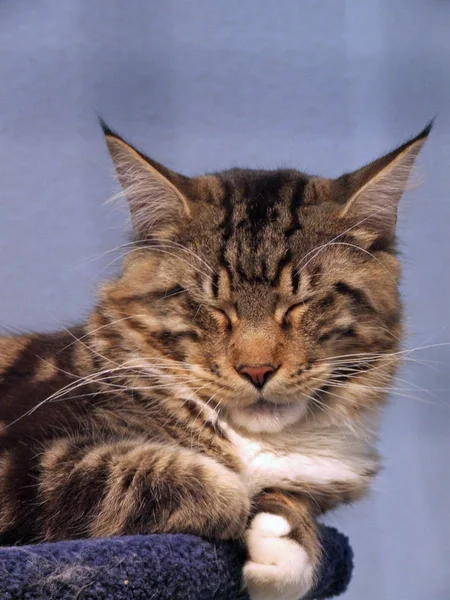 Майн Кун Известный Лесная Кошка Является Домашней Используемой Кошкой Рабочей — стоковое фото