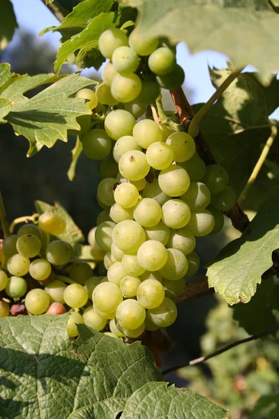 Uvas Que Crescem Vinha — Fotografia de Stock