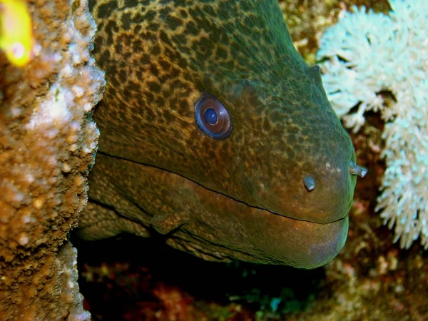 Moray Fish Moray Enguia Águas Profundas — Fotografia de Stock