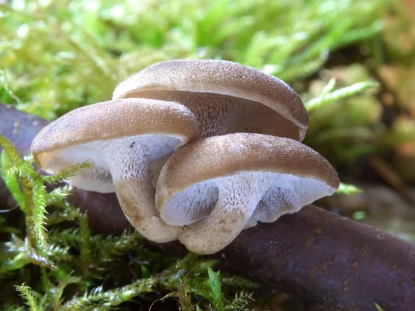 Champignons Croissance Nature Botanique Flore Fongique — Photo