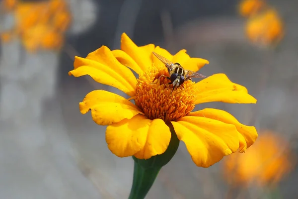 Hoverfly Sárga Körömvirág — Stock Fotó