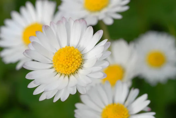 Madeliefjes Weidebloemen Kamille — Stockfoto